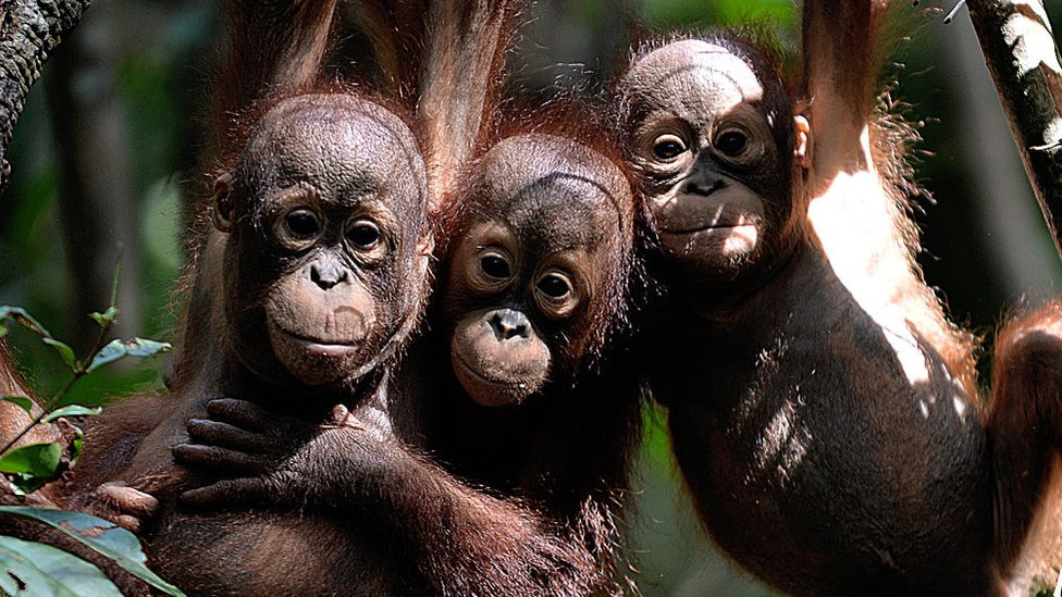 orangutan, indonesia