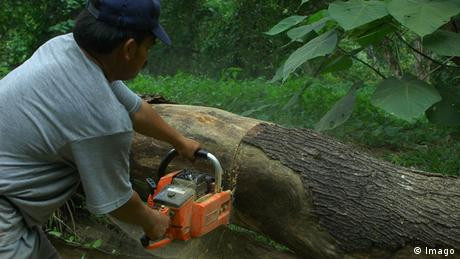 Studi: Akses Layanan Kesehatan Terjangkau Tekan Laju Deforestasi