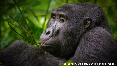 Tempat Bernaung Gorila Lindungi dari Perburuan Liar