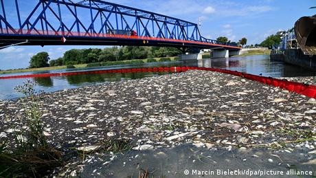Masih Misterius di Jerman dan Polandia: Ribuan Ikan Mati di Sungai Oder