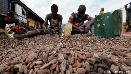 Harga Kakao Meroket Tidak Perbaiki Nasib Petani
