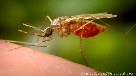Kenapa Penularan Malaria Tak Kunjung Surut di Dunia?