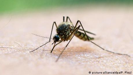 Waspada Parasit Malaria Resisten Obat di Asia Tenggara