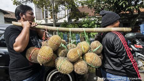 Bagaimana 'Demam Durian' di Cina Percepat Deforestasi di Malaysia