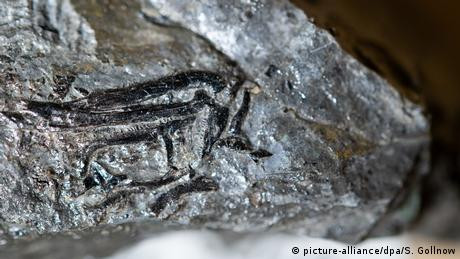 Fosil Dinosaurus Mungil nan Sensasional Ditemukan di Jerman